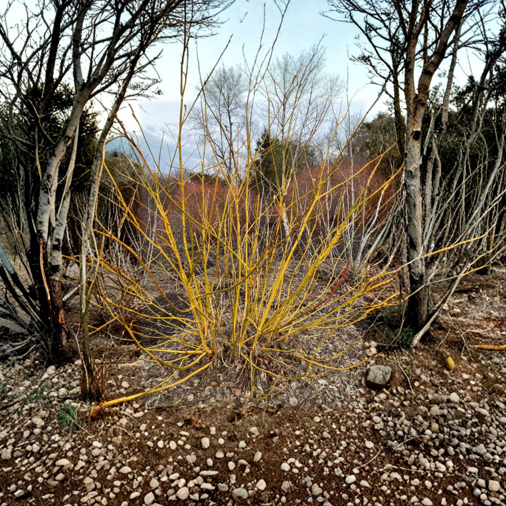 Acer negundo 'Winter Lightning' – Live Plant | 4 Inch Pot | Bright Yellow Winter Bark | Fast Growing Maple | Four-Season Landscape Tree