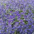 Dark Knight Bluebeard – Live Flowering Shrub | 4 Inch Pot Plant | Caryopteris x clandonensis | Late Season Pollinator Plant