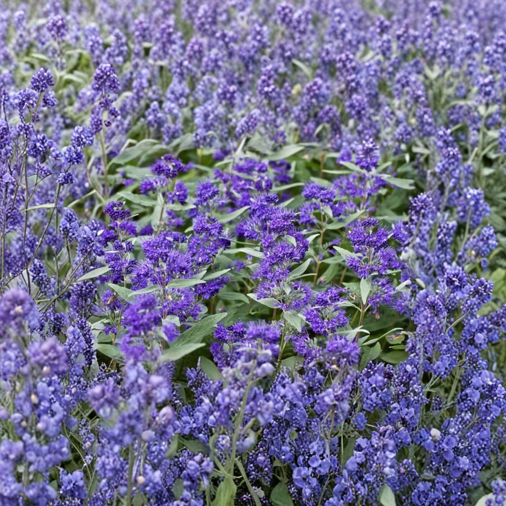 Dark Knight Bluebeard – Live Flowering Shrub | 4 Inch Pot Plant | Caryopteris x clandonensis | Late Season Pollinator Plant
