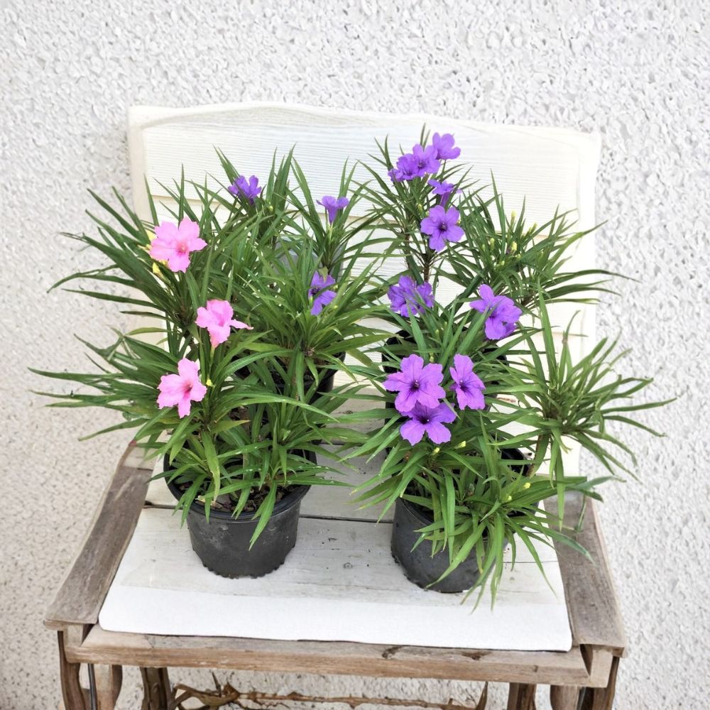 Dwarf Ruellia Live Plants – 6 Pack | 2 Pink & 4 Purple Flower Cuttings | Mexican Petunia | Hardy Perennial | Fast Growing Hedge Plant | Heat & Cold Tolerant
