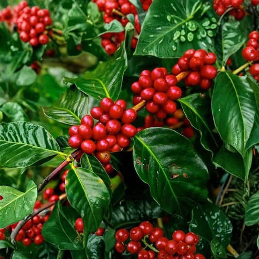 Coffee Plant – Coffea Live Tree | 1 Gallon Pot | 20–30 Inches Tall | Edible Coffee Beans | Tropical Houseplant | Patio & Container Friendly