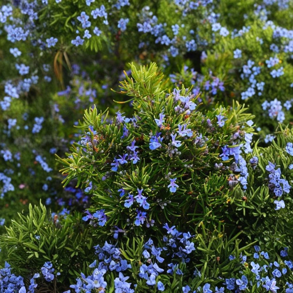 Upright Rosemary – Rosmarinus officinalis Live Herb Plant | 2 Plants in 1 Pot | 6–8 Inches Tall | Culinary Herb | Fragrant Evergreen