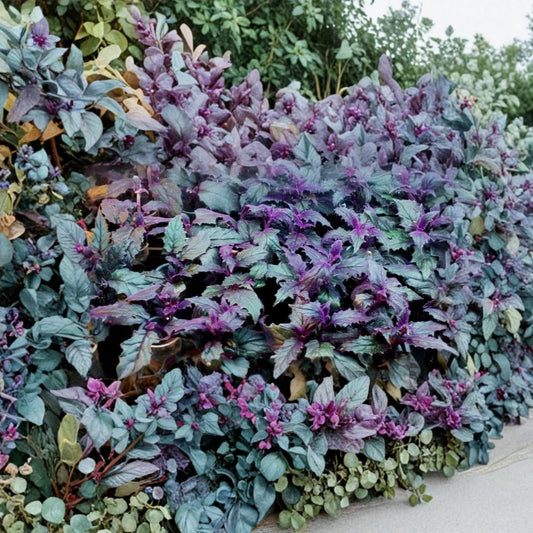 Purple Passion Plant Live – Gynura aurantiaca | Purple Velvet Plant | 3 Inch Starter | Rooted Houseplant | Tropical Indoor Plant
