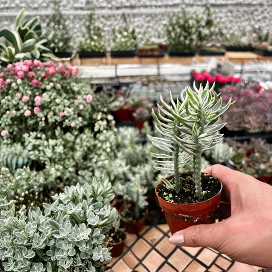 Devil's Backbone – Variegated Live Succulent | 2.5-Inch Nursery Pot | Rare Houseplant | White & Green Foliage