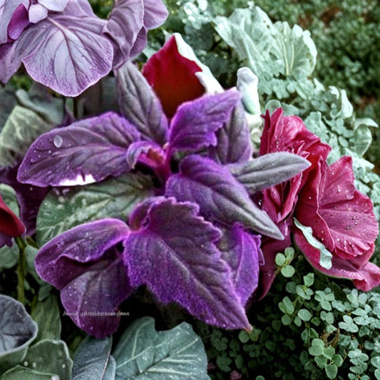 Purple Passion Plant – Gynura aurantiaca Live Starter Plants | Set of 2 | Rooted | Purple Velvet Houseplant | Easy to Grow