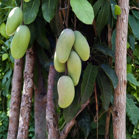 Keo Savoy Mango Tree – Mangifera indica | 2–3 Feet Tall | Grafted Live Fruit Tree | 3 Gallon Pot | Tropical Mango Plant | Ripe & Green Mango Variety