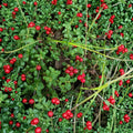 Vaccinium vitis-idaea – Lingonberry Live Rhizomes | Set of 5 Bare Root Rhizomes | Wild Harvested Cold Hardy Berry Plant | Woodland & Acid Soil Friendly | Unique Native Edible