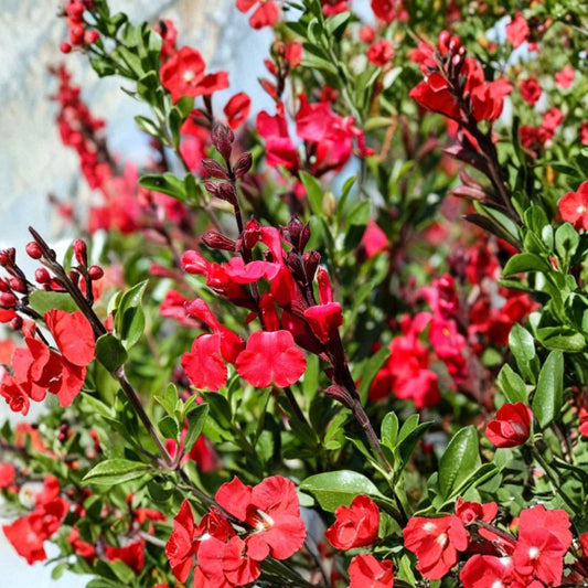 Red Autumn Sage Live Plants – Salvia greggii | 2 Starter Plants | 5–9 Inches Tall | Bare Root Pollinator Flower