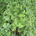 Folkert’s Select Ginkgo – Live Ginkgo Tree | 12 Inch Tall Plant | 1 Year Graft | Upright Ginkgo biloba Selection