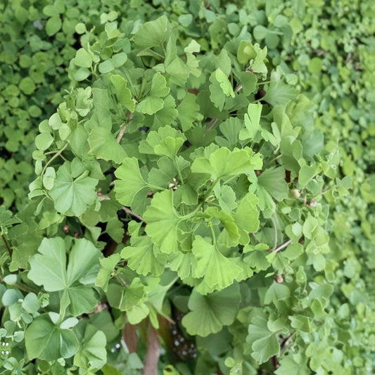 Folkert’s Select Ginkgo – Live Ginkgo Tree | 12 Inch Tall Plant | 1 Year Graft | Upright Ginkgo biloba Selection