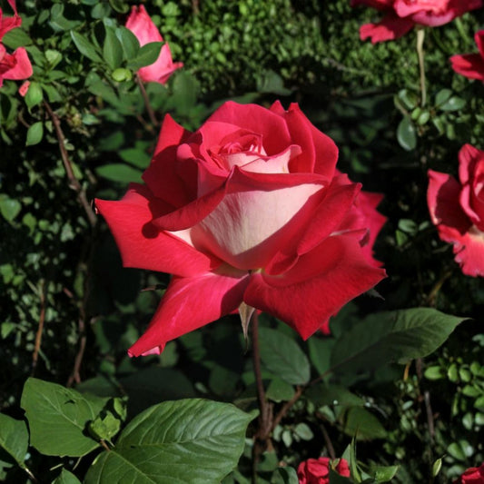 Love Grandiflora Rose Live Plant – 5 Gallon Size | Ruby Red & White Fragrant Rose Bush | Elegant Repeat Blooming Rose | Garden & Landscape Favorite | Includes Rooted Live Plant