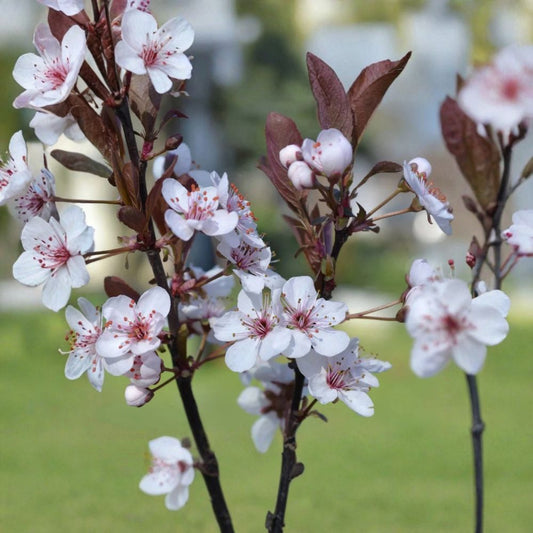 Purpleleaf Sand Cherry – Prunus × cistena Live Plant | 3.5 Inch Pot | Purple Foliage Shrub | Spring Flowering Landscape Plant