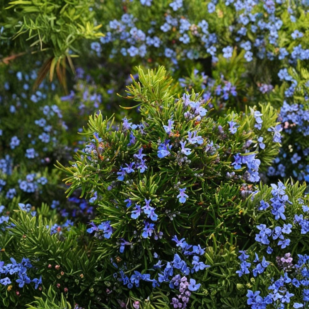 Upright Rosemary Live Plant – Rosmarinus officinalis | 6–8 Inches Tall | 2 Plants in 1 Pot | Evergreen Culinary Herb | Fragrant Garden Plant | Full Sun