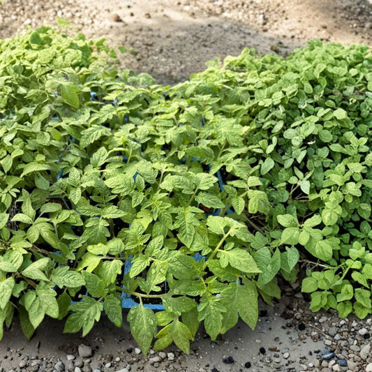 San Marzano Tomato Live Plants – Solanum lycopersicum | 4 Young Plants | 6–10 Inches Tall | Heirloom Sauce Tomato | Heavy Producer