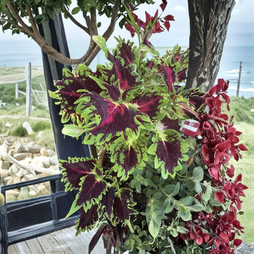 Coleus Live Plants – 4 Mixed Varieties | 3–8 Inches Tall | Rooted Plants | Colorful Foliage | Indoor & Outdoor Garden | Patio & Container Friendly