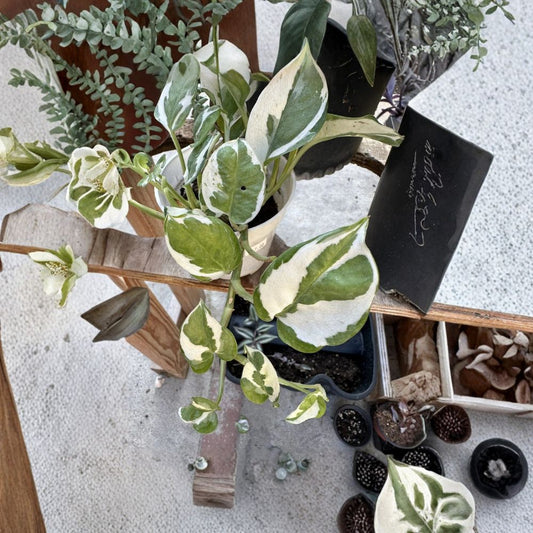 N'Joy Pothos Live Cuttings – 3 Unrooted Cuttings | Epipremnum aureum ‘N’Joy’ | Variegated Pothos | Easy Propagation Houseplant | Indoor Plant