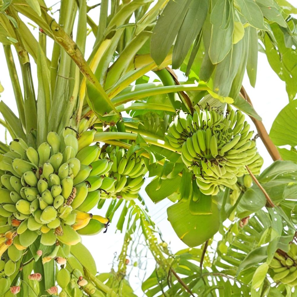 Double Mahoi Dwarf Banana Plant – Musa Live Starter Plugs | Set of 3 | 3–6 Inches Tall | Bare Root | Tropical Fruit Plant | Easy to Grow