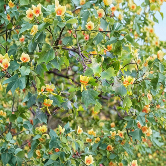 Tulip Tree Live Plant – Liriodendron tulipifera | 6–10 Inches Tall | 1 Quart Pot | Native Shade Tree | Fast Growing