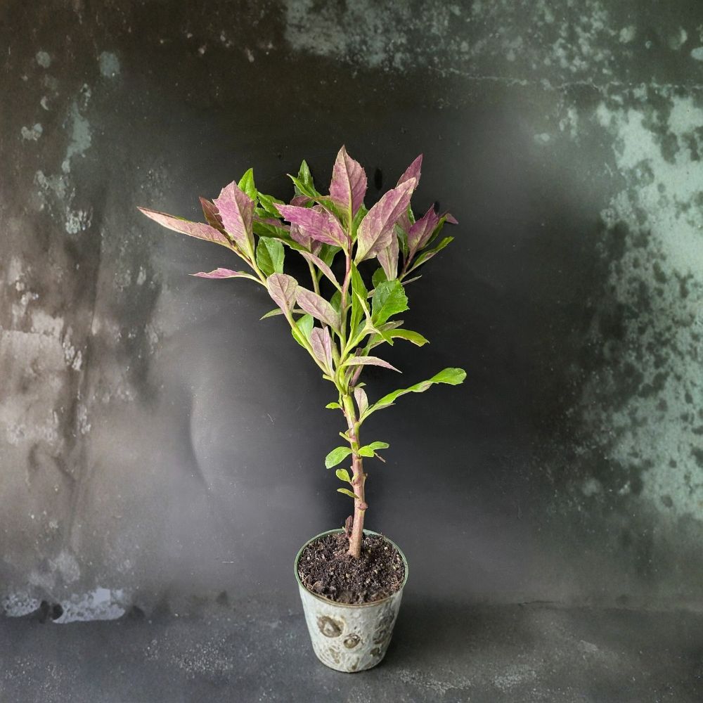 Okinawa Spinach Live Plant – Gynura bicolor | 8–12 Inches Tall | Edible Perennial Green | Purple Underside Leaves | Tropical Food Garden | Zones 9–11