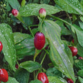 Streptopus amplexifolius – Watermelon Berry Live Root Clump | Wild Harvested Alaska Native Plant | Includes Bare Root Division Shade Loving Edible Perennial | Woodland Garden Friendly | Cold Hardy Species