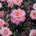 Kordes Perfecta Rose – Everblooming Hybrid Tea Rose | 2 Gallon Plant | Cream Pink Blend Blooms | Live Rose Bush | Full Sun Garden Favorite