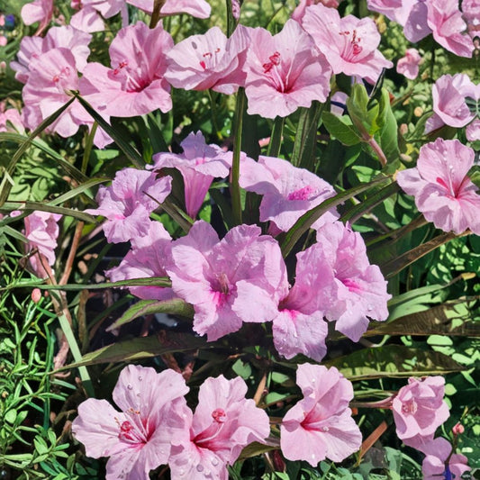 Katie’s Dwarf Pink Ruellia – Set of 3 Live Plants | Ruellia ‘Katie Pink’ | 3–6 Inches Tall | Rooted in Soil | No Pot | Compact Pink Flowering Perennial