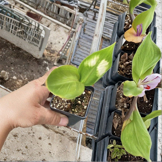 Dwarf Green Banana Live Plant – Musa 'Dwarf Green' | Cavendish Type | Thick Wind-Tolerant Leaves | Edible Banana Fruit | Tropical Plant