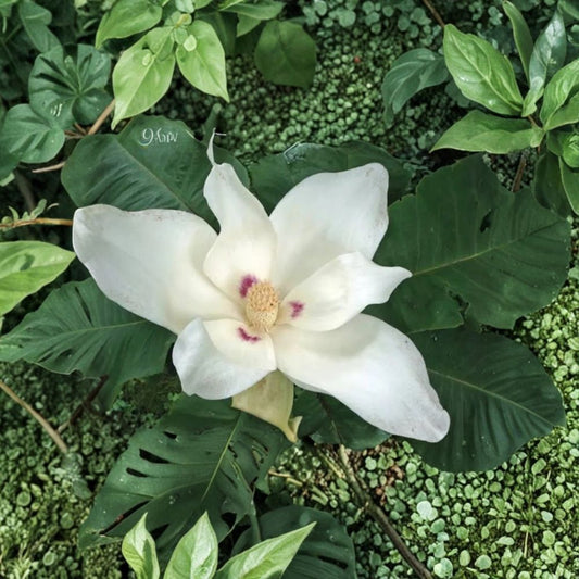 Big Leaf White Magnolia – Magnolia macrophylla Live Sapling | 12+ Inches Tall | Bare Root | Native Flowering Tree