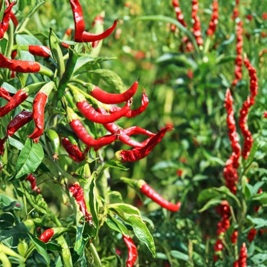 Cayenne Hot Pepper Plant – 2 Live Plants in 1 Pot | Capsicum annuum ‘Cayenne’ | Spicy Red Chili Pepper | 4–6 Inch Peppers | Edible Garden Plant