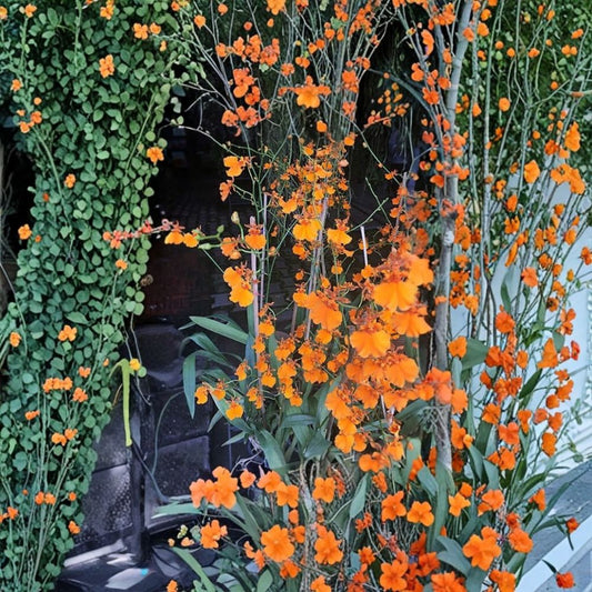 Oncidium Gower Ramsey 'Orange Delight' Live Orchid Plant | 2-Inch Pot | Easy to Grow | Orange Dancing Lady Orchid