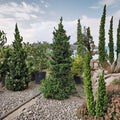 Black Dragon Japanese Cedar – Live Evergreen Conifer | 2 Gallon Pot Plant | Cryptomeria japonica | Compact Privacy Tree