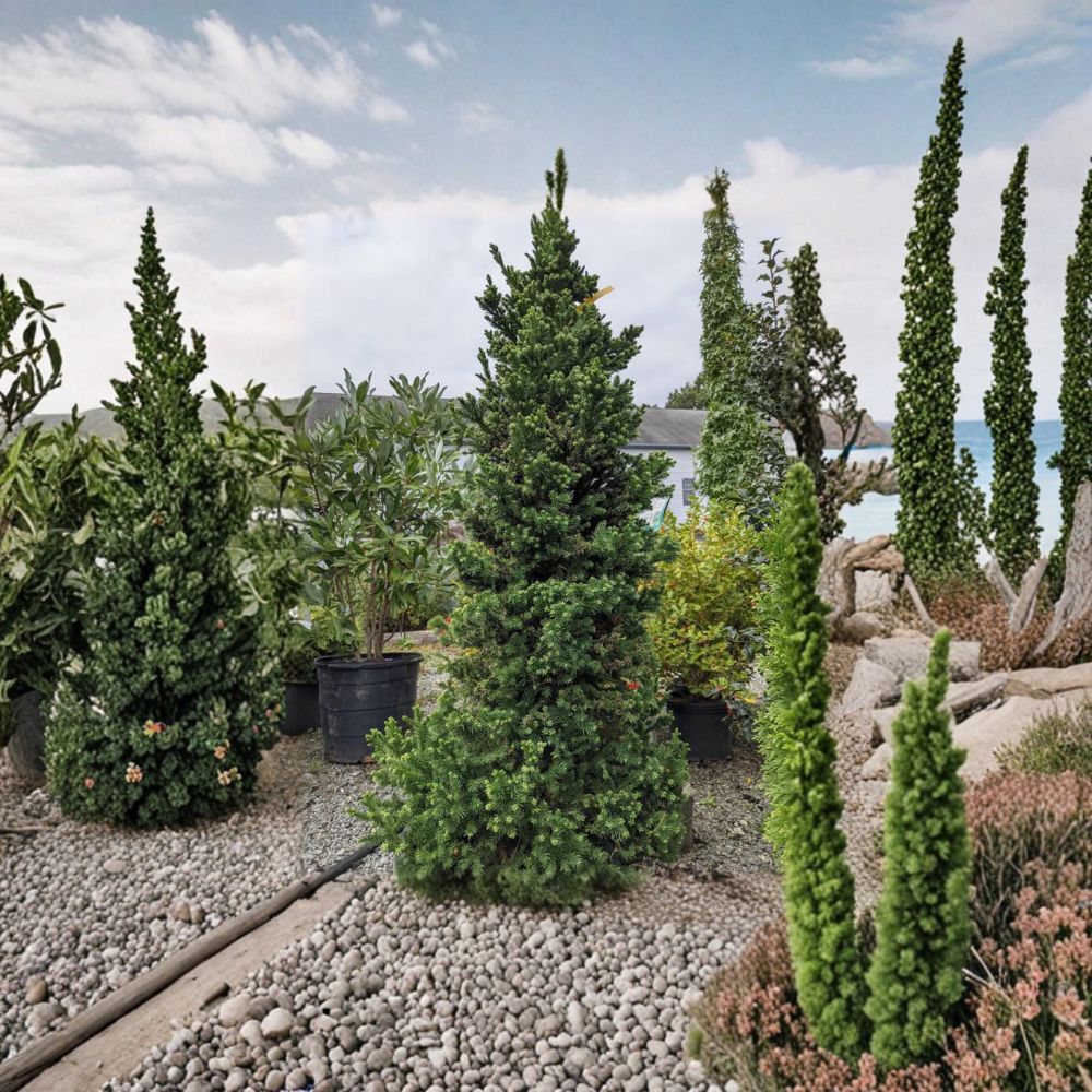 Black Dragon Japanese Cedar – Live Evergreen Conifer | 2 Gallon Pot Plant | Cryptomeria japonica | Compact Privacy Tree