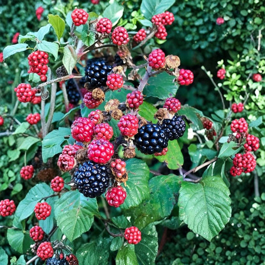 2 Live Natchez Blackberry Plants – 4–6 Inches Tall – No Pot | Thornless Blackberry Bush | Rubus Fruit Plant | Backyard Berry Garden | Container Friendly