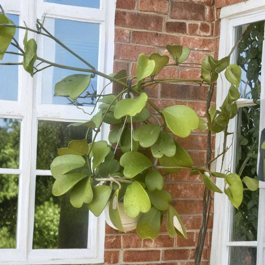Hoya Kerrii Heart Live Plant – 10–12 Leaves | 8–12 Inch Tall | Sweetheart Hoya | Potted Houseplant | Vining Succulent-Like Plant | Easy Care Indoor Plant