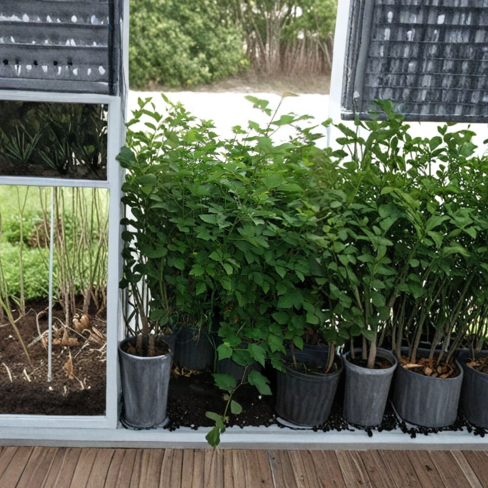 Arapaho Thornless Blackberry Plant – 3–6 Ft Tall Live Plant | Sweet Blackberry Bush | Thornless Fruit Plant | Backyard Garden Favorite | Includes Rooted Live Plant