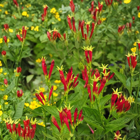 Indian Pink – Spigelia marilandica Live Bare Root Perennial | Red & Yellow Tubular Flowers | Hummingbird Garden Plant | Shade Garden