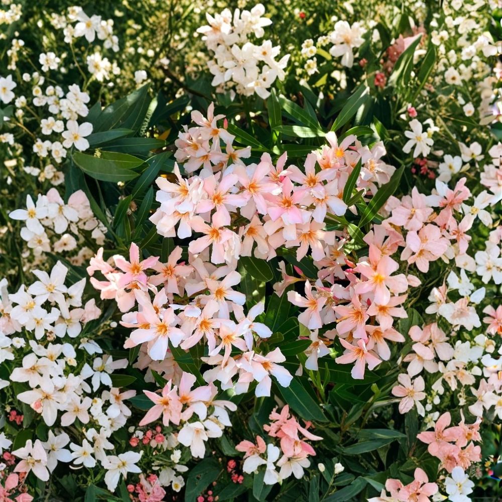Dwarf Salmon Oleander Live Plant – Nerium oleander ‘Dwarf Salmon’ | Young Starter | Ships Without Pot | Salmon Pink Flowers | Compact Evergreen Shrub | Patio & Container Friendly | Zones 8–11
