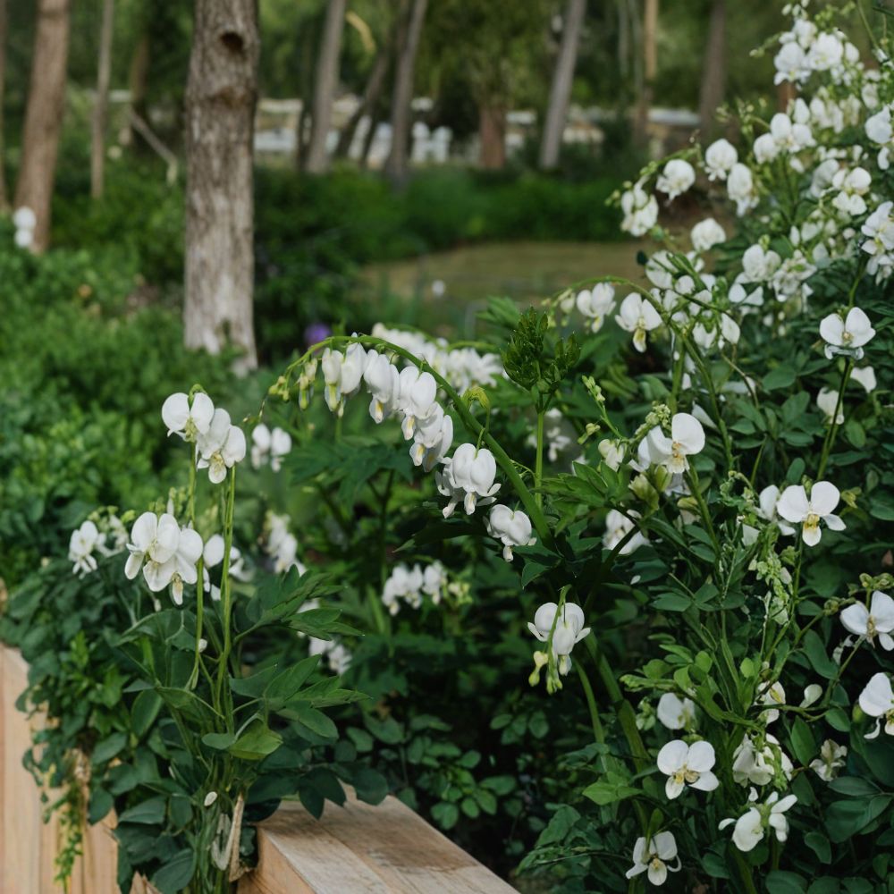 White Bleeding Heart ‘Alba’ – 3 Pack Bare Root Divisions | Dicentra spectabilis | Shade Loving Perennial Flowers