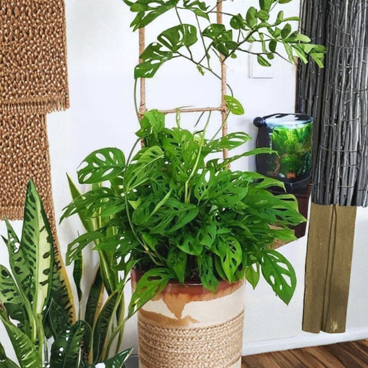 Monstera Live Plants – Set of 4 | 3–5 Inches Tall | Live Monstera Starter Plants | Indoor Tropical Houseplant | Easy Care Foliage Plant | Houseplant Gift
