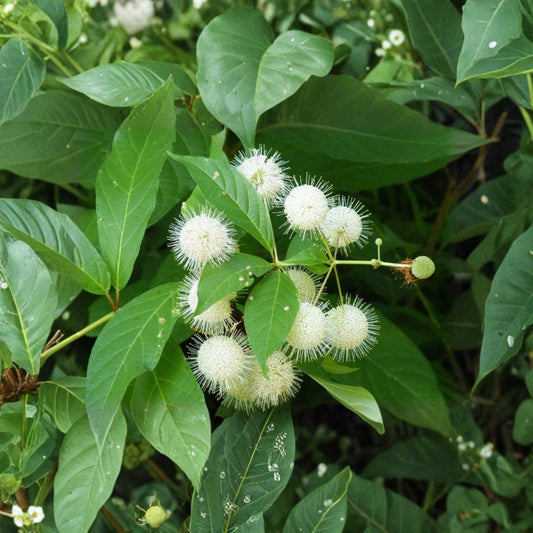 Live Buttonbush Plant (Cephalanthus occidentalis) | 18+ Inches Tall | Ships Bare Root | Native Flowering Shrub | Rain Garden Friendly