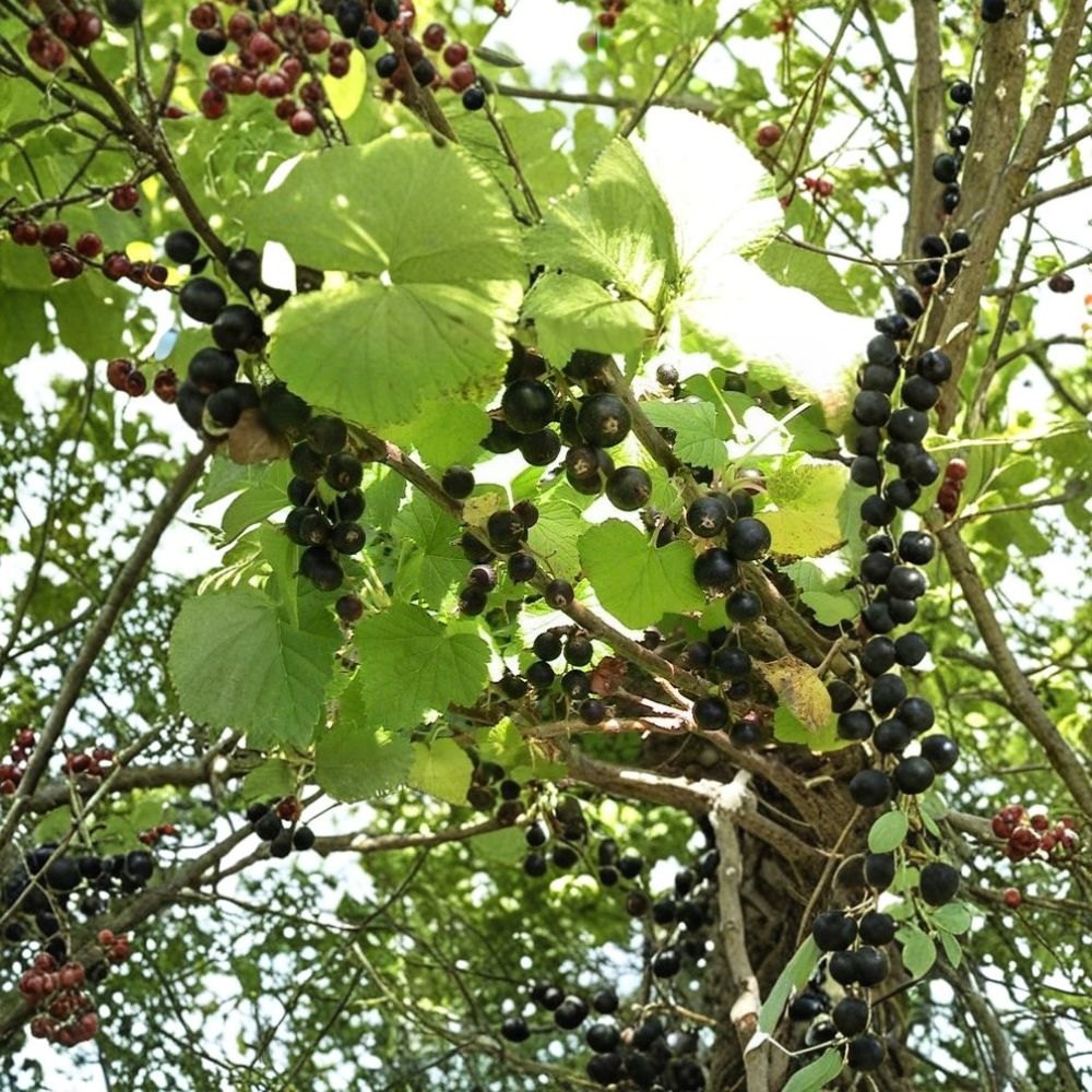 Consort Black Currant Live Plant – Ribes nigrum 'Consort' | Rooted Starter Plant | Edible Berry Shrub | Hardy Zones 4–8