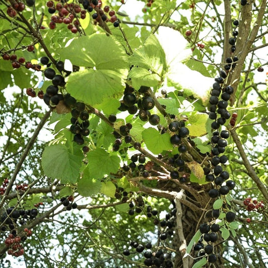 Consort Black Currant Live Plant – Ribes nigrum 'Consort' | Rooted Starter Plant | Edible Berry Shrub | Hardy Zones 4–8