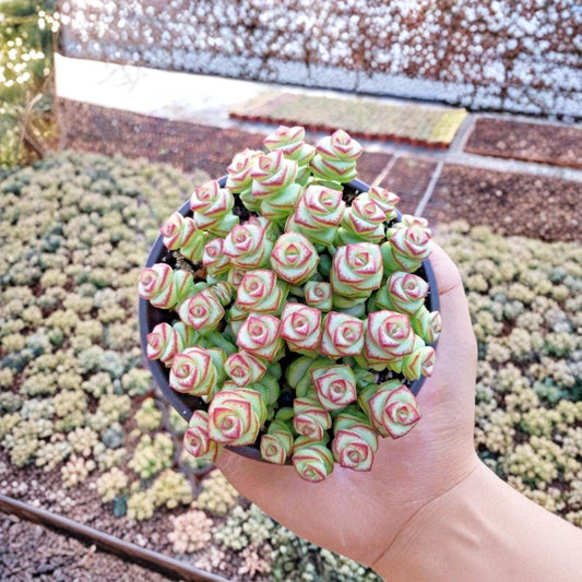 Crassula ‘Jade Necklace’ Seeds – Rare Succulent Plant | 25 Fresh Seeds | Cascading Bead-Like Foliage | Trailing Succulent | USA Seller