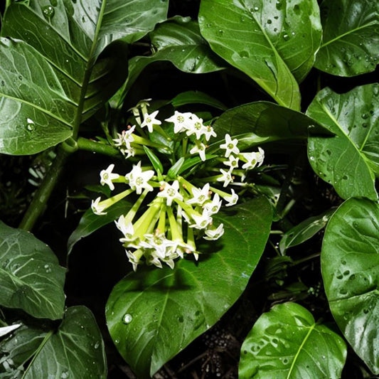 Night Blooming Jasmine Live Plant – Cestrum nocturnum | 4 Inch Starter Plant | Fragrant Evening Blooms | Tropical Flowering Shrub | Ships Without Pot