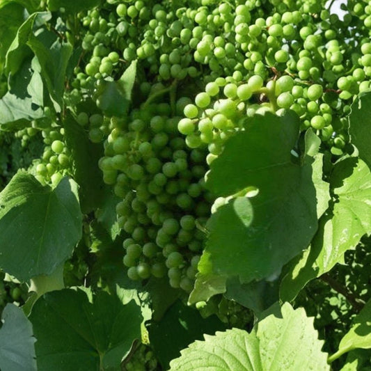 Muscat White Wine Grape Vine – 4–6 Ft Tall Live Plant | Self-Fertile White Grapevine | Sweet Golden Grapes | Home Vineyard & Garden Favorite | Includes Rooted Live Plant