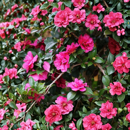 Alabama Beauty Camellia Live Plant – Camellia sasanqua 'Alabama Beauty' | 2.5 Quart | Red Semi-Double Flowers | Evergreen Flowering Shrub | Fall Blooming