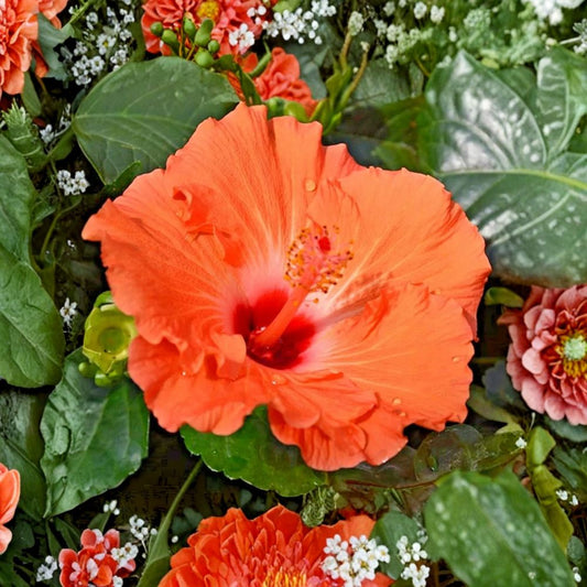 Madagascar Hibiscus Plant – Live Hibiscus moscheutos | 3–5 Inch Rooted Starter | Hardy Perennial Mallow | Large Summer Blooms | Garden Plant