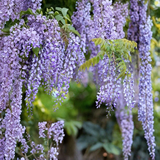 Purple Chinese Wisteria – Live Starter Plant | Fast Growing Flowering Vine | Purple Blooms | Easy to Grow