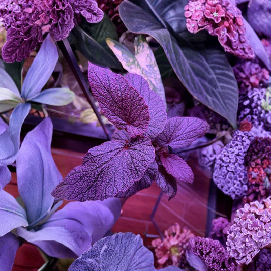 Begonia Maurice Amey Plant – Live Potted Houseplant | Purple Pink Green Foliage | Ornamental Begonia | Indoor Tropical Plant | Collector Houseplant