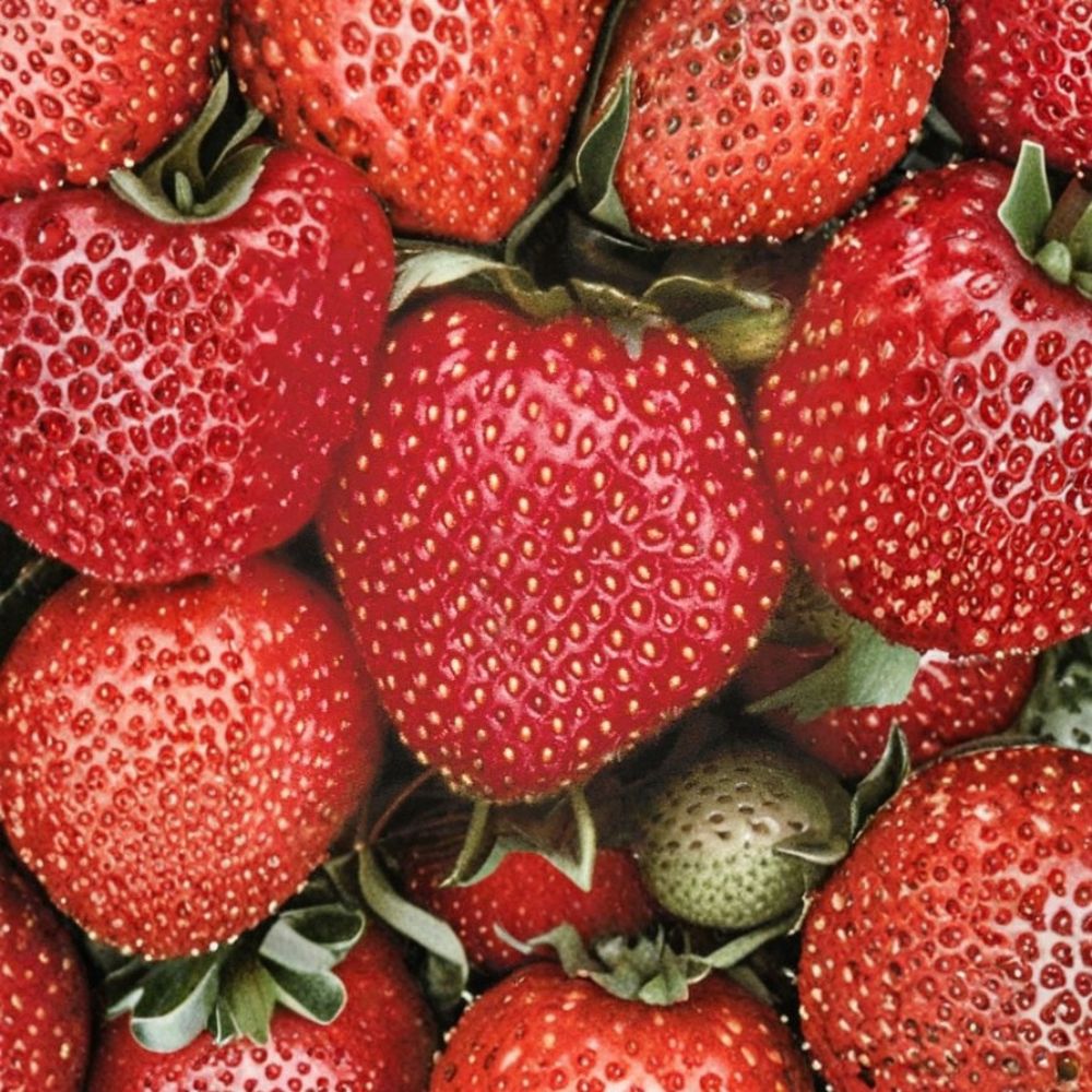 Sparkle Junebearing Strawberry Plants – Fragaria × ananassa Live Bare Root Plants | Lot of 25 | Heirloom Strawberry | Easy to Grow